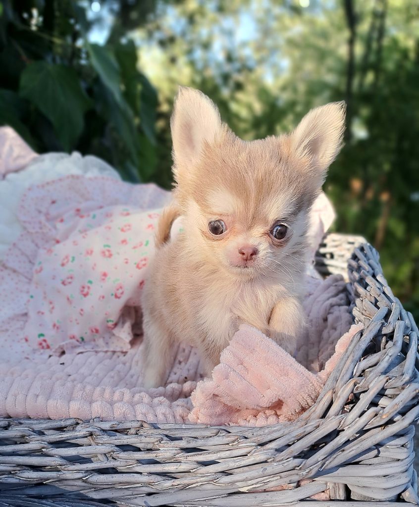 Lou Crozia - Chiots disponibles - Chihuahua