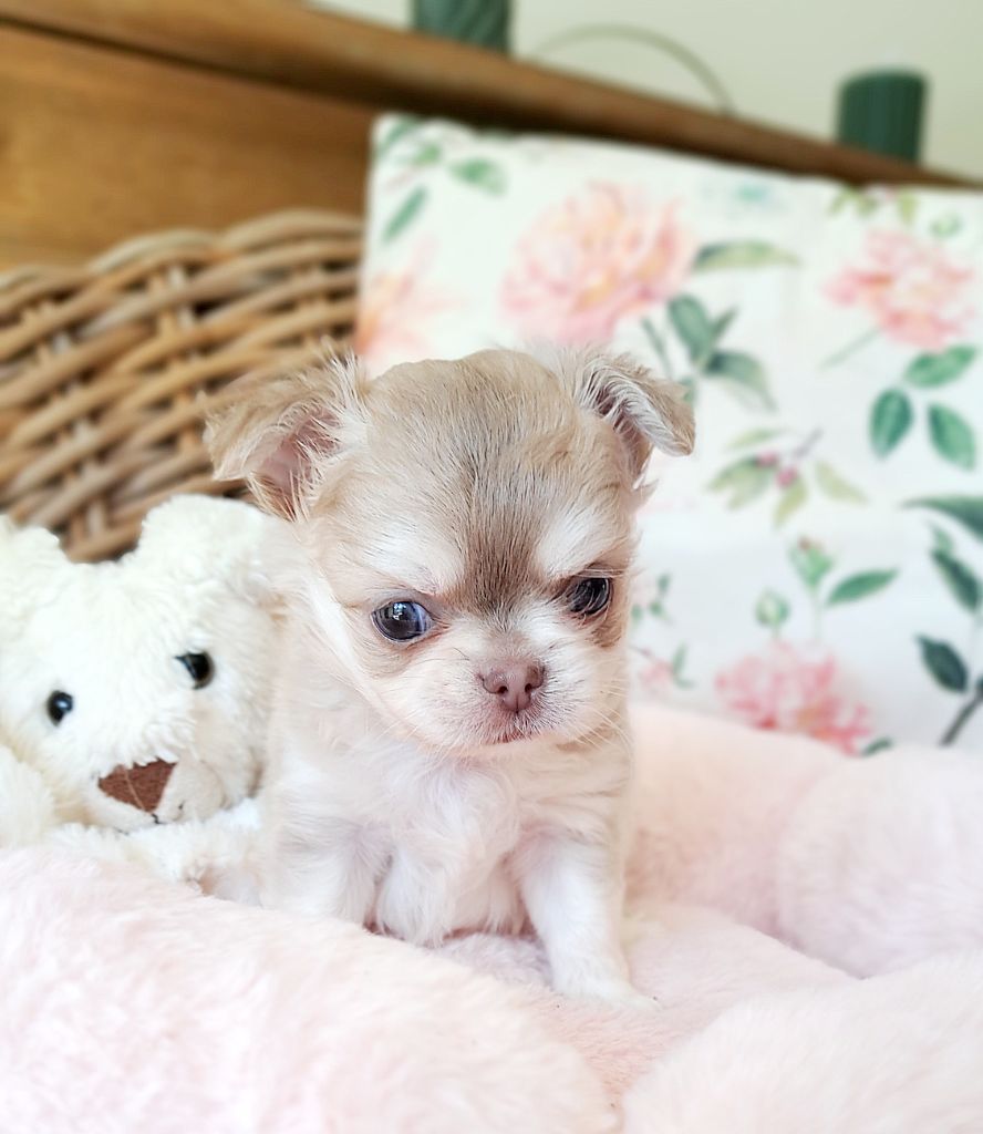 Lou Crozia - Chiots disponibles - Chihuahua