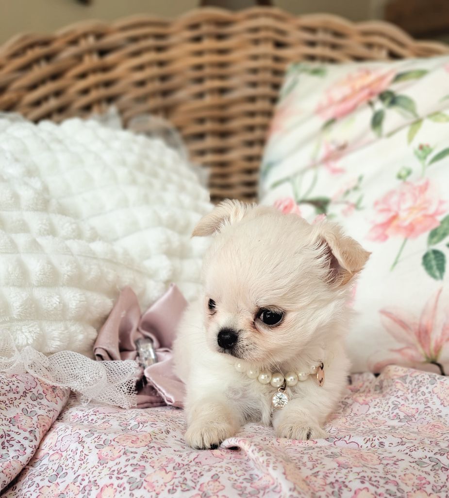 Lou Crozia - Chiots disponibles - Chihuahua