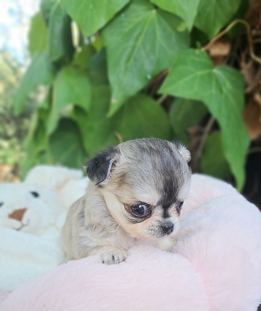 Lou Crozia - Chiots disponibles - Chihuahua