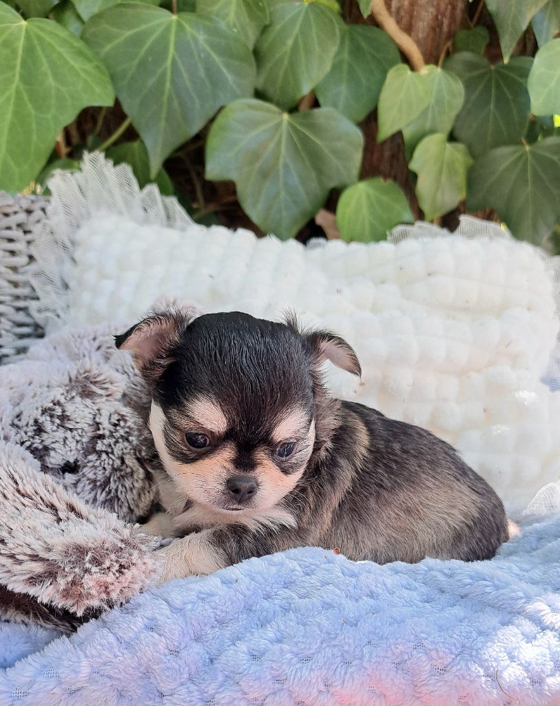Lou Crozia - Chiots disponibles - Chihuahua