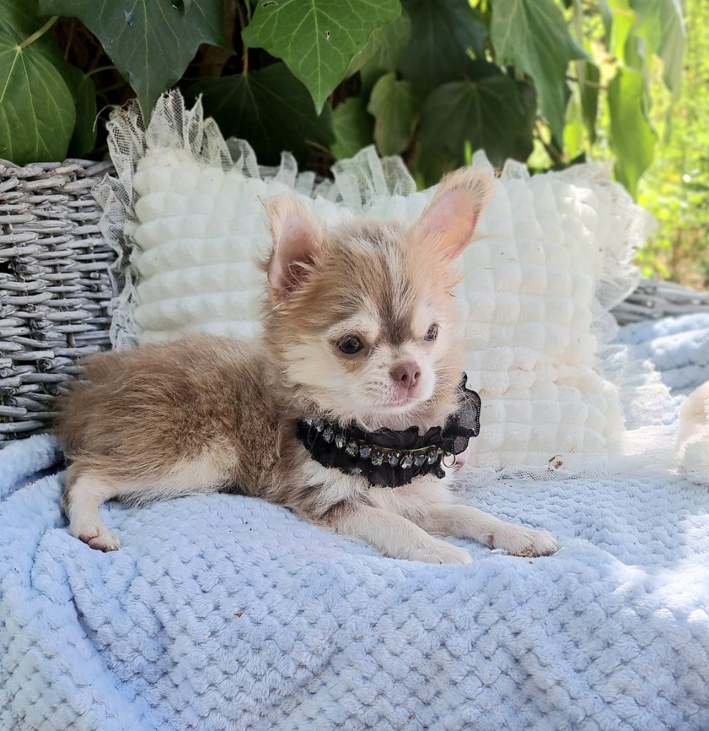 Lou Crozia - Chiots disponibles - Chihuahua