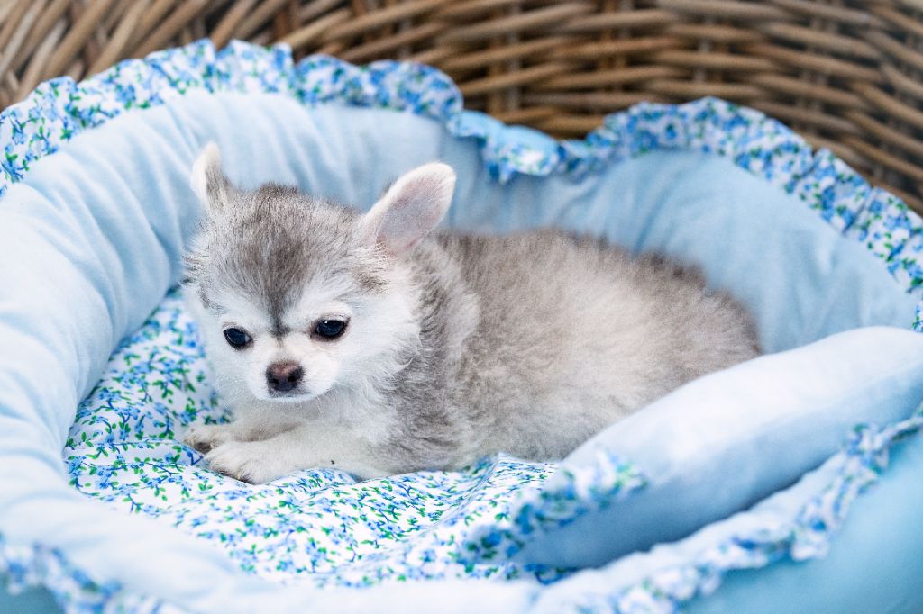 Chiot Chihuahua Lou Crozia