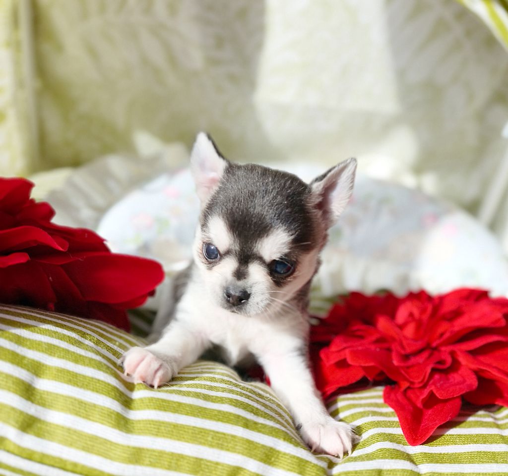 Lou Crozia - Chiots disponibles - Chihuahua