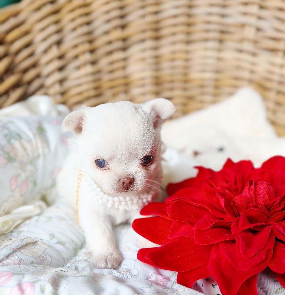 Lou Crozia - Chiots disponibles - Chihuahua