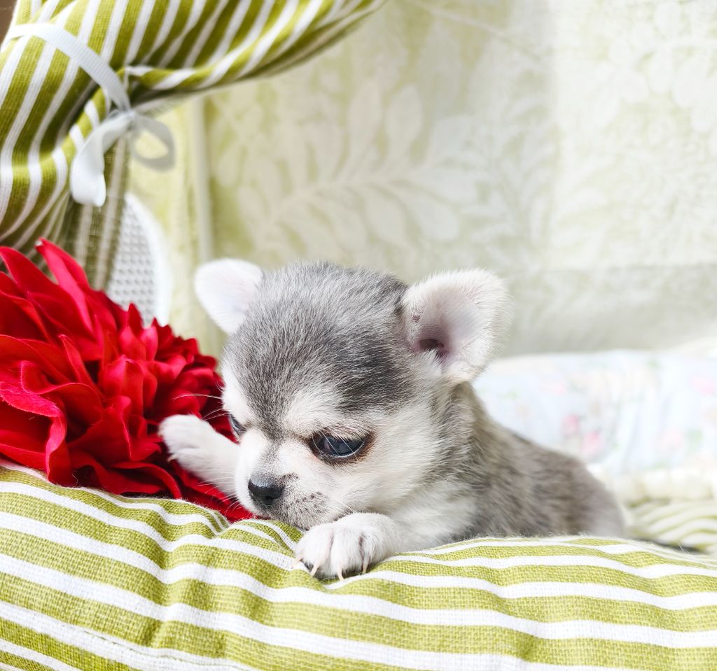 Lou Crozia - Chiots disponibles - Chihuahua