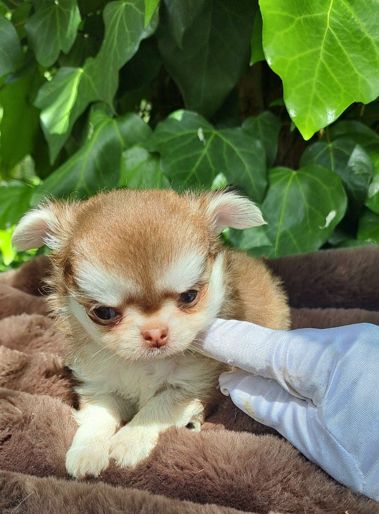 Lou Crozia - Chiots disponibles - Chihuahua