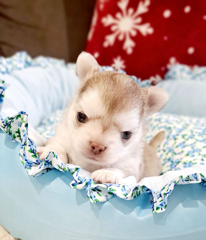 Lou Crozia - Chiots disponibles - Chihuahua