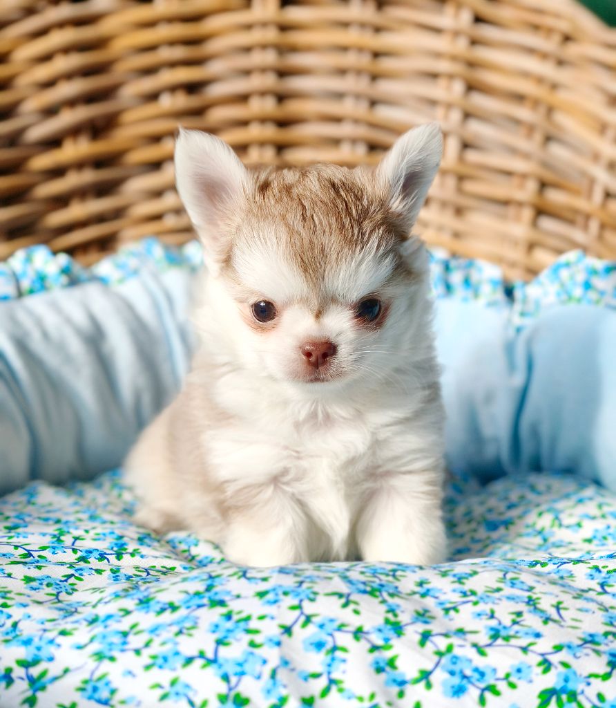 Lou Crozia - Chiots disponibles - Chihuahua