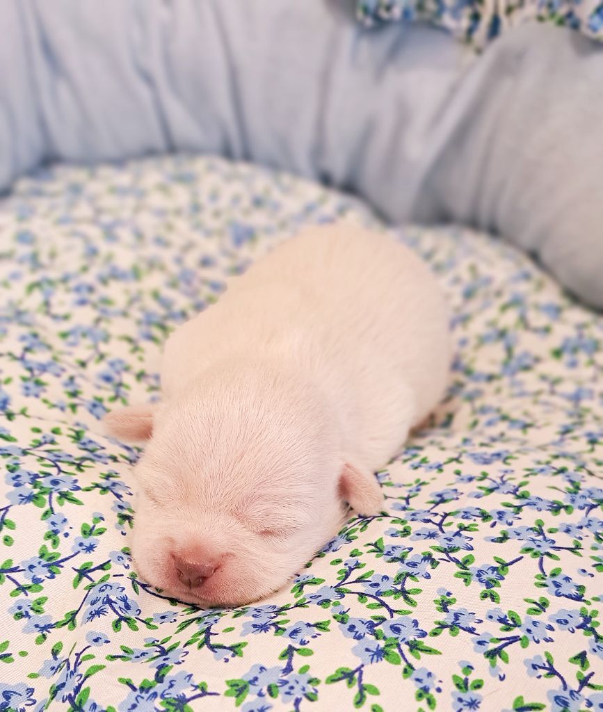 Lou Crozia - Chiots disponibles - Chihuahua