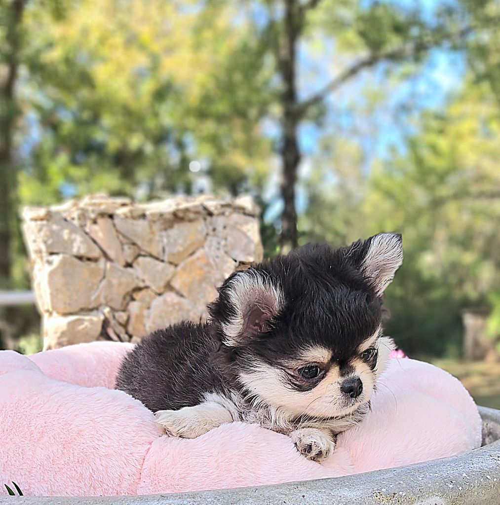 Lou Crozia - Chiots disponibles - Chihuahua