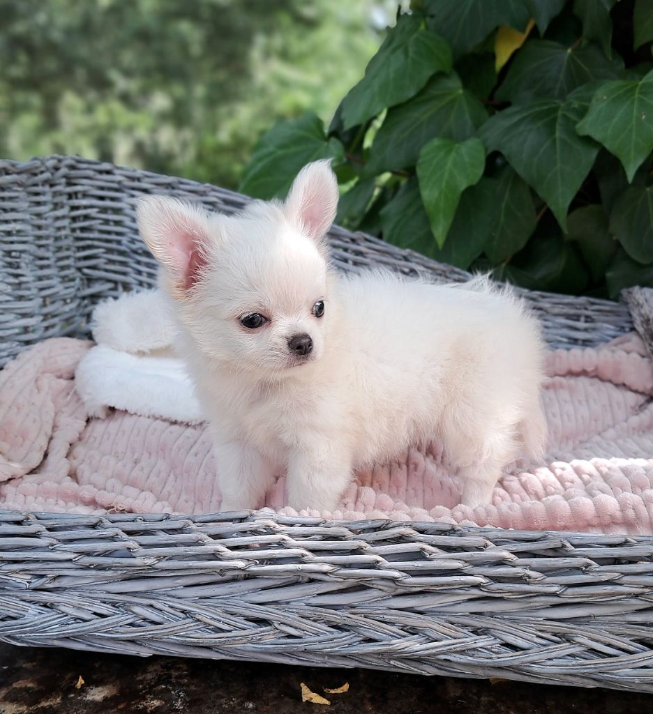 Lou Crozia - Chiots disponibles - Chihuahua