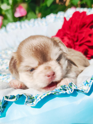 Chiot N°2