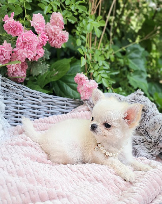 CHIOT 3