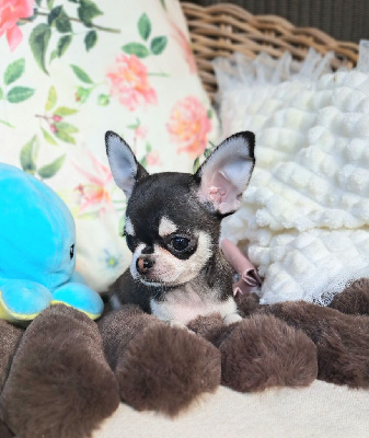 CHIOT 6