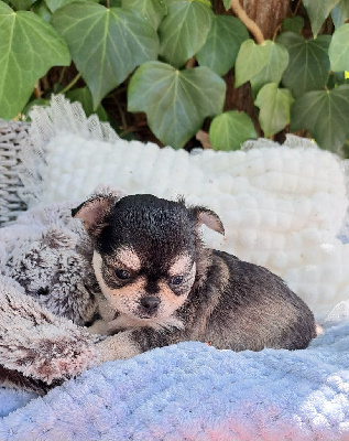 CHIOT