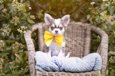 CHIOT 1