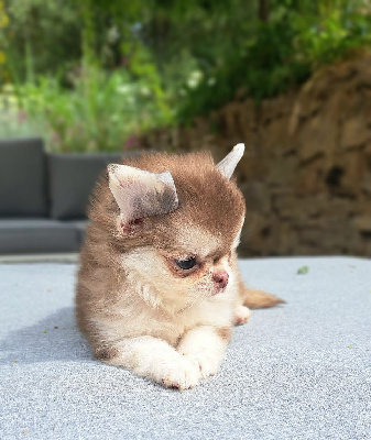 CHIOT 1