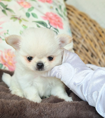 CHIOT 2