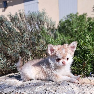 CHIOT 2