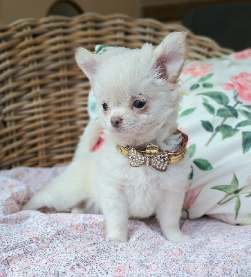 CHIOT 4