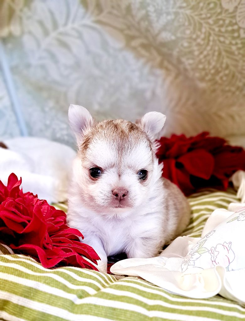 Lou Crozia - Chiots disponibles - Chihuahua