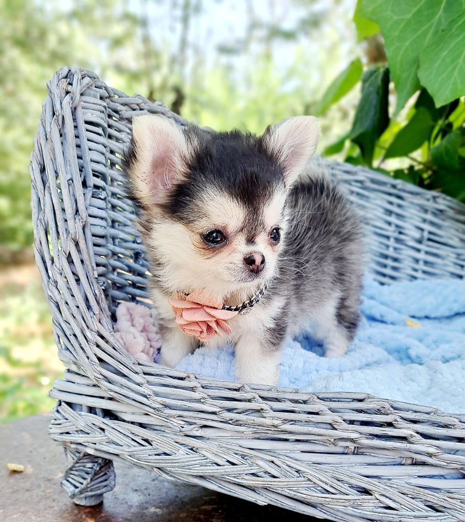 Lou Crozia - Chiots disponibles - Chihuahua