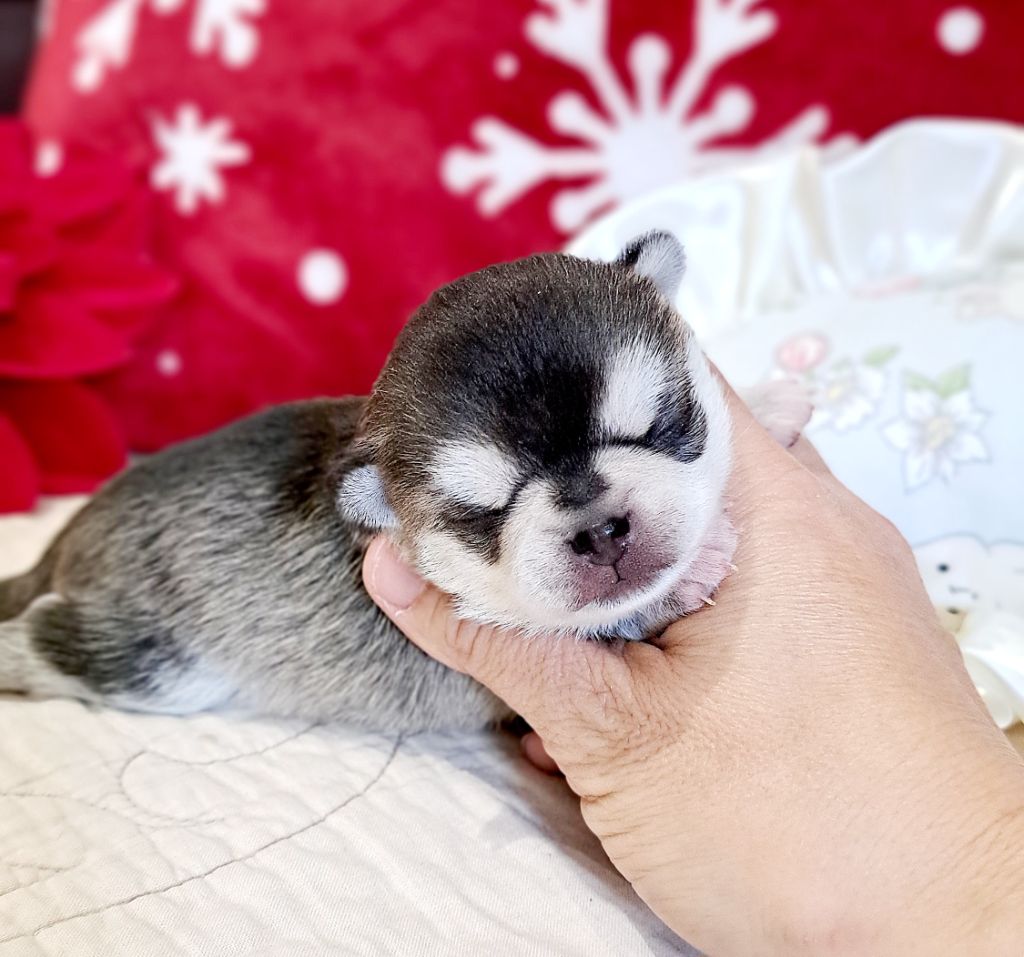 Chiot Chihuahua Lou Crozia