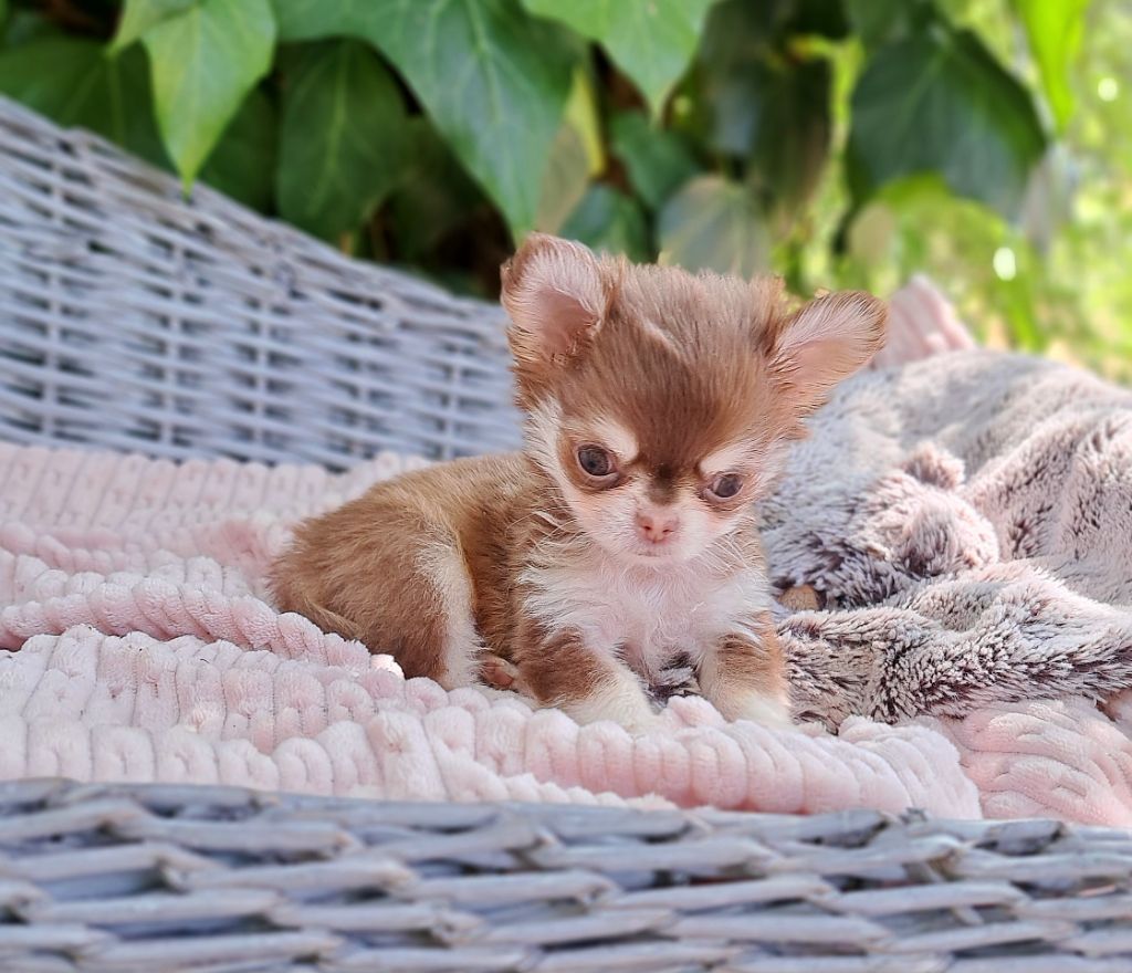 Lou Crozia - Chiots disponibles - Chihuahua