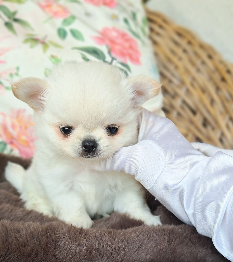 Lou Crozia - Chiots disponibles - Chihuahua