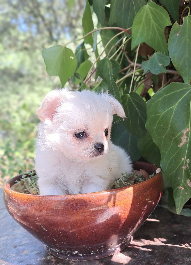 Lou Crozia - Chiots disponibles - Chihuahua