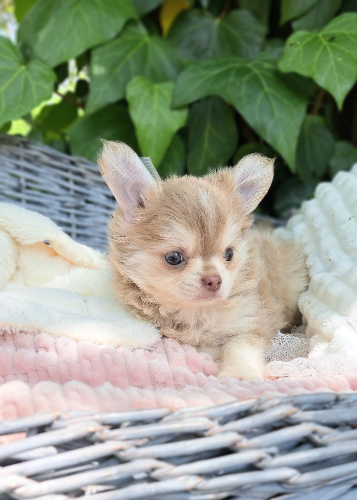 Lou Crozia - Chiots disponibles - Chihuahua