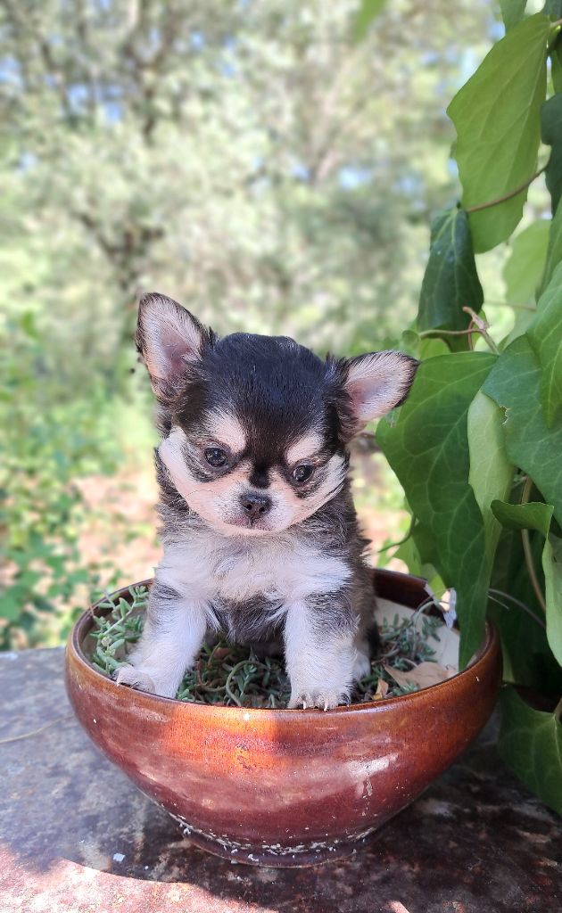 Lou Crozia - Chiots disponibles - Chihuahua