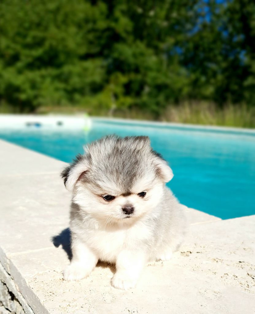 Chiot Chihuahua Lou Crozia