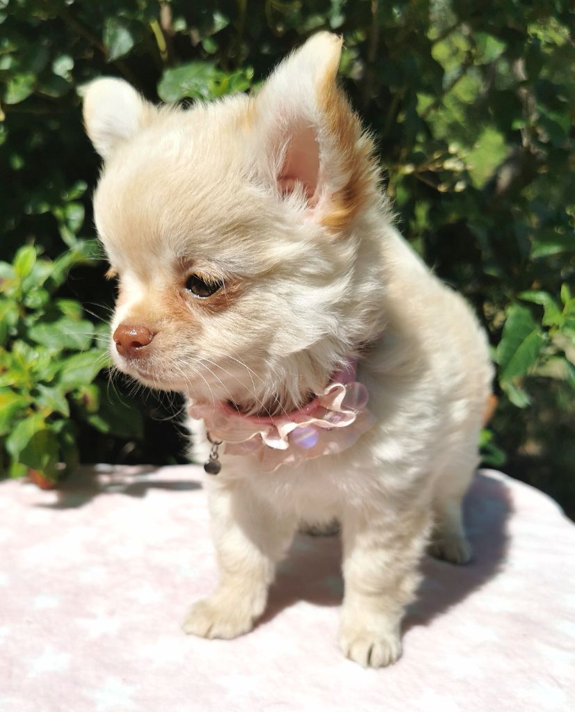 Chiot Chihuahua Lou Crozia