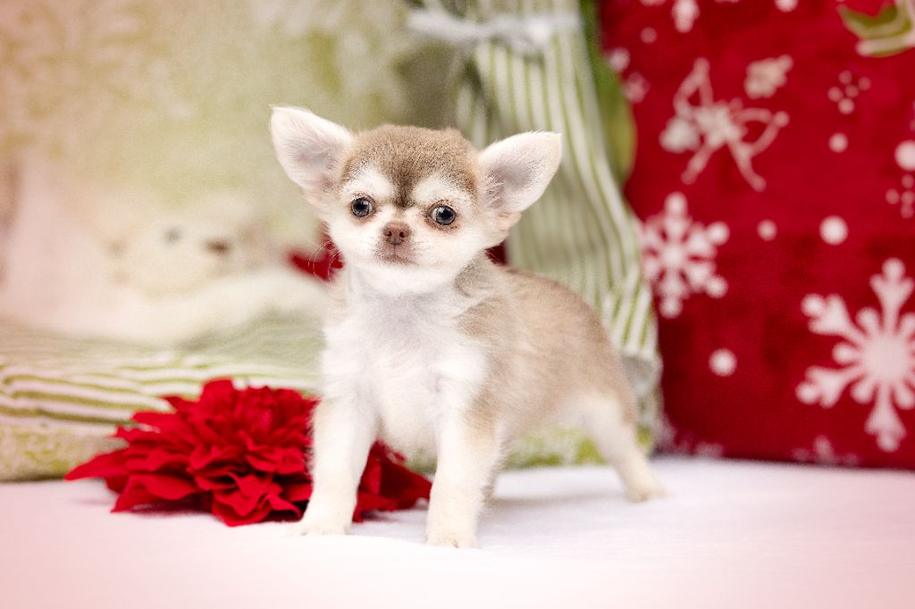 Lou Crozia - Chiots disponibles - Chihuahua