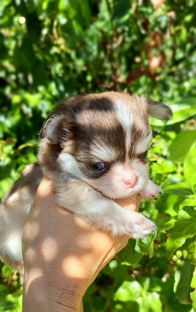 Lou Crozia - Chiots disponibles - Chihuahua