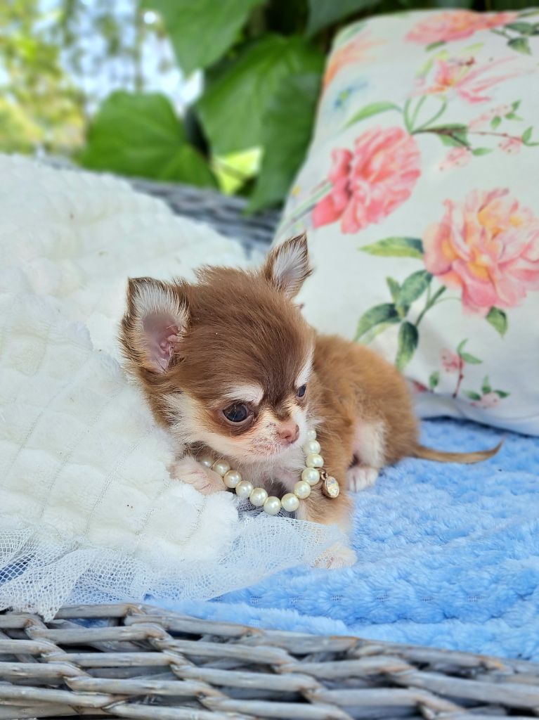 Chiot Chihuahua Lou Crozia