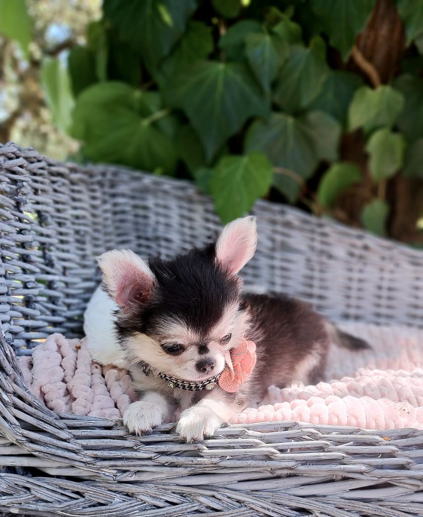 Lou Crozia - Chiots disponibles - Chihuahua