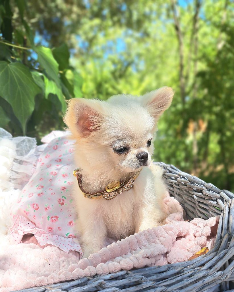 Lou Crozia - Chiots disponibles - Chihuahua