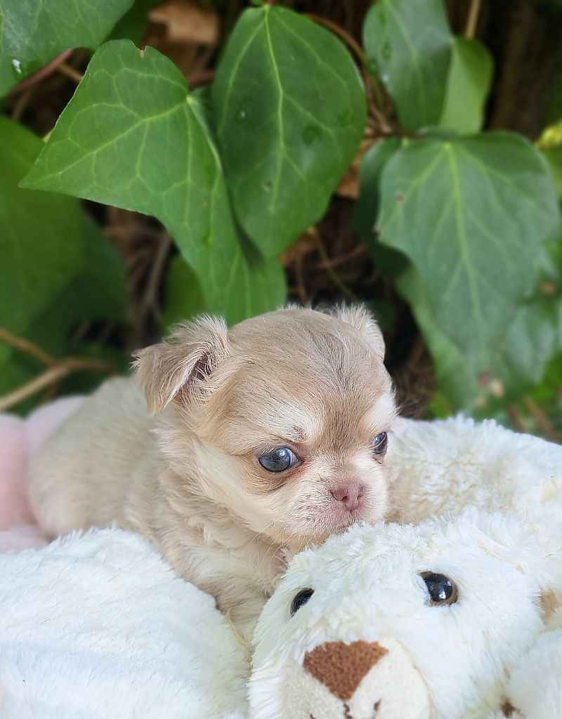 Lou Crozia - Chiots disponibles - Chihuahua